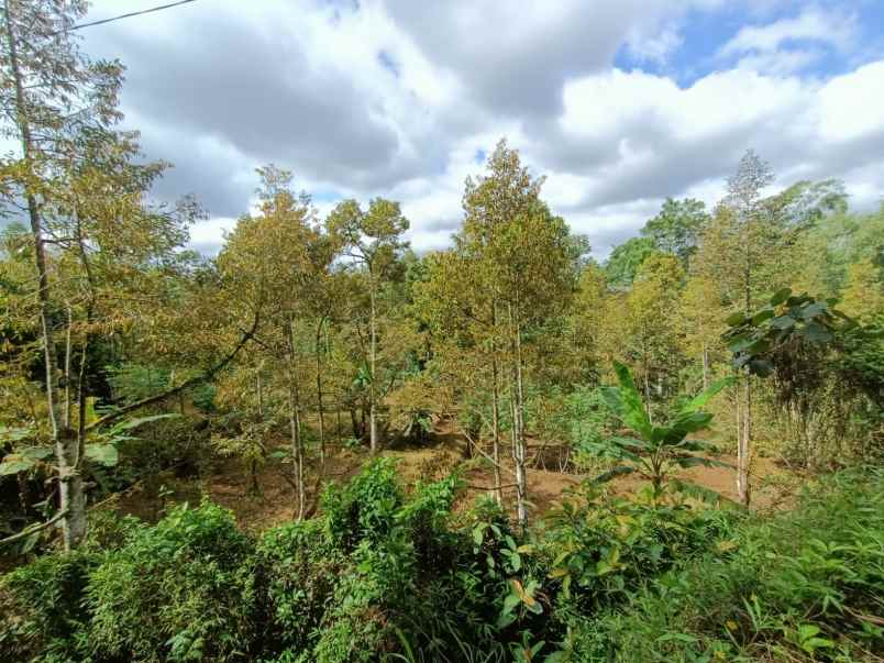 tanah kebun durian siap panen karangpandan karanganyar