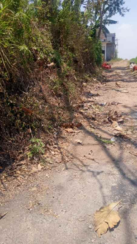 tanah kebun jeruk murah harga borongan lokasi di batu