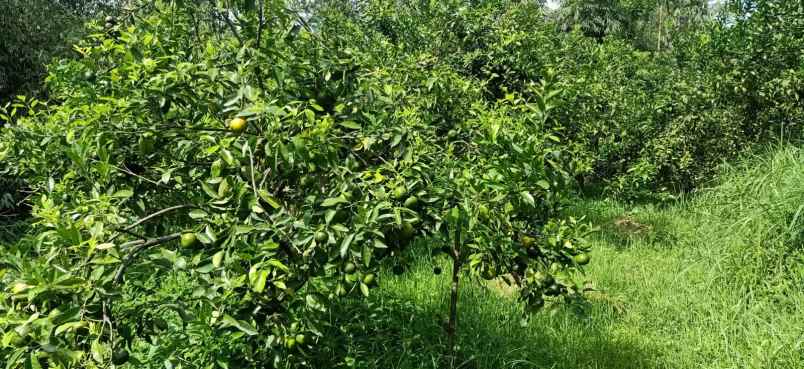 tanah kebun jeruk murah harga borongan lokasi di batu