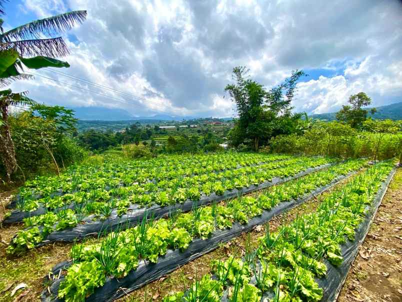 tanah kebun view gunung di baturiti dekat bedugul bali