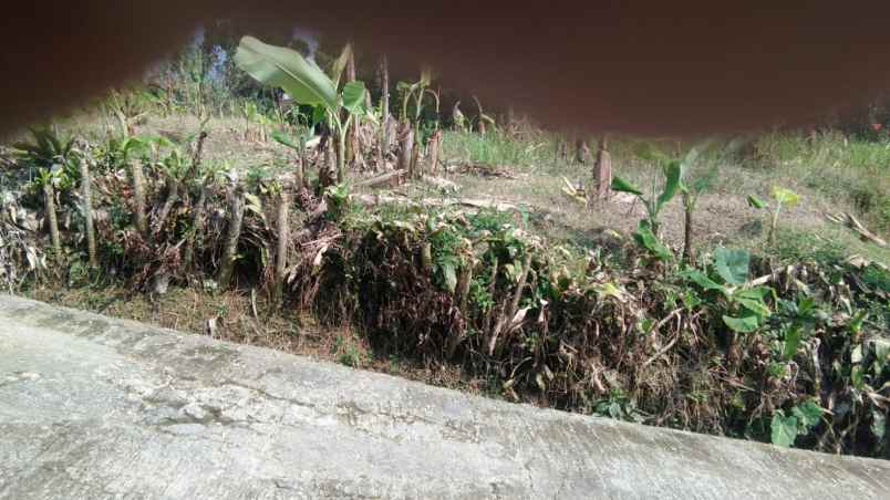 tanah kosong cocok buat rumah plus kebun