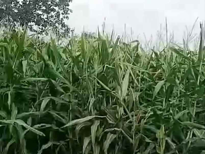 tanah luas 300 hektar di ketapang lampung selatan shm