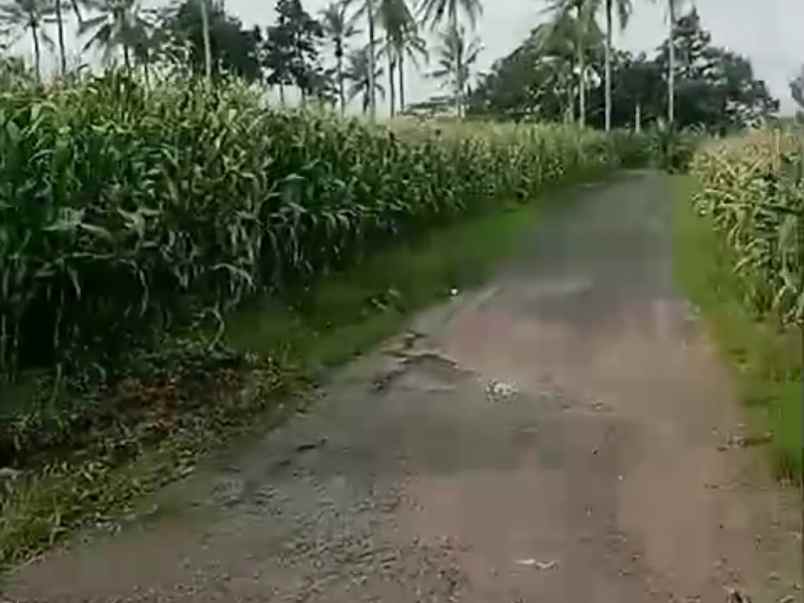 tanah luas 300 hektar di ketapang lampung selatan shm