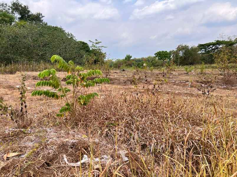 tanah murah 1501m 150jt karangpelem kedawung sragen