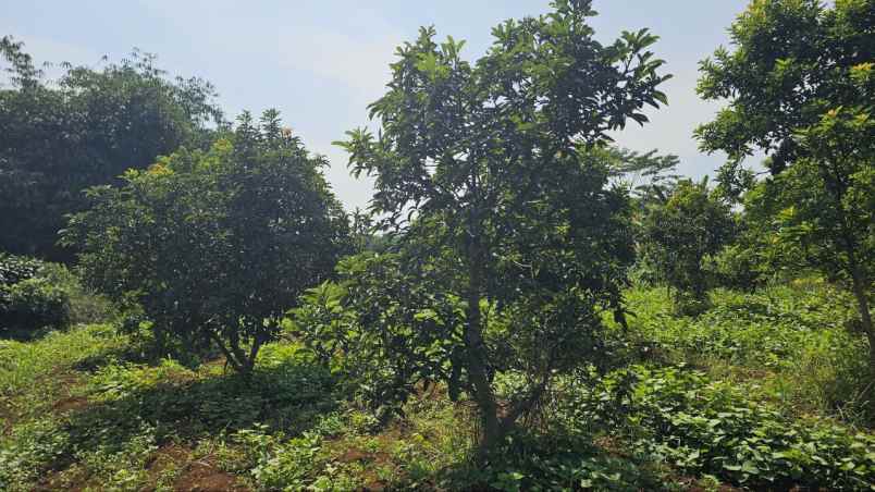 tanah murah ciampea bogor kebun alpukat shm