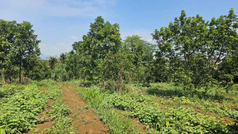 tanah murah ciampea bogor kebun alpukat shm