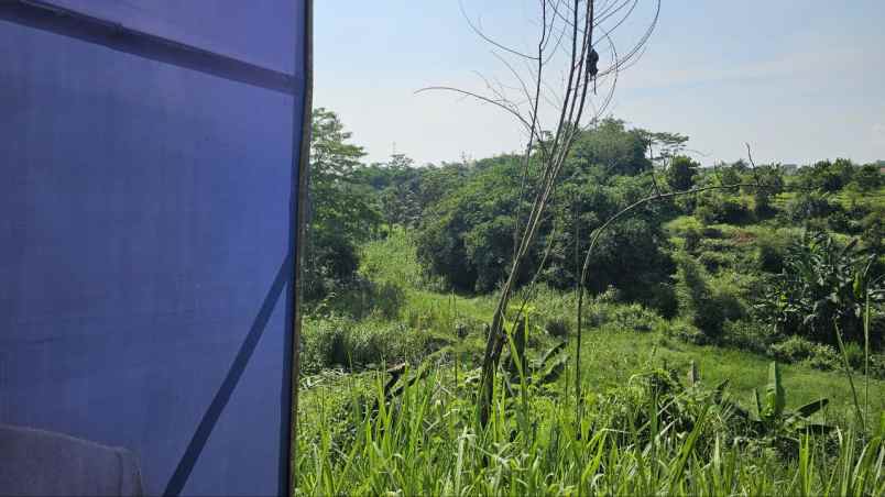 tanah murah ciampea bogor kebun alpukat shm