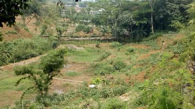 tanah murah ciampea bogor kebun alpukat shm