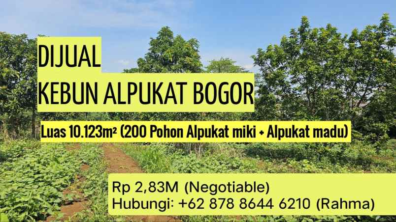 tanah murah ciampea bogor kebun alpukat shm