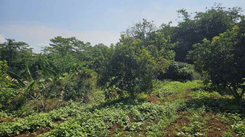 tanah murah ciampea bogor kebun alpukat shm