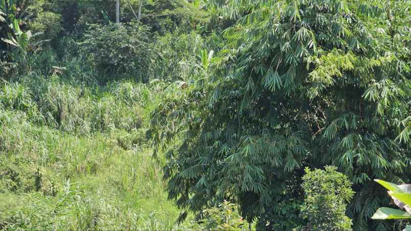 tanah murah ciampea bogor kebun alpukat shm