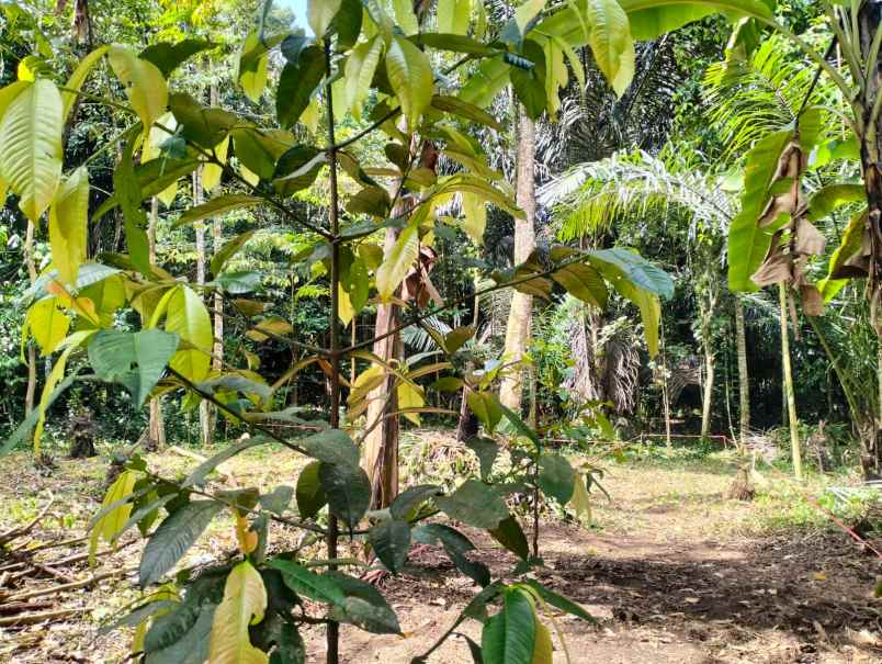 tanah murah pinggir jalan aspal dan dekat pemukiman