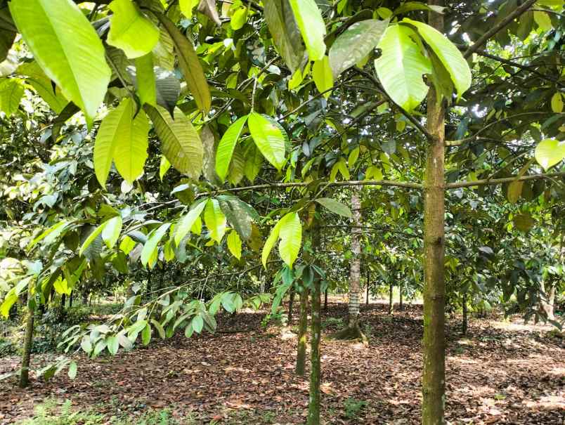 tanah murah pinggir jalan aspal dan dekat pemukiman