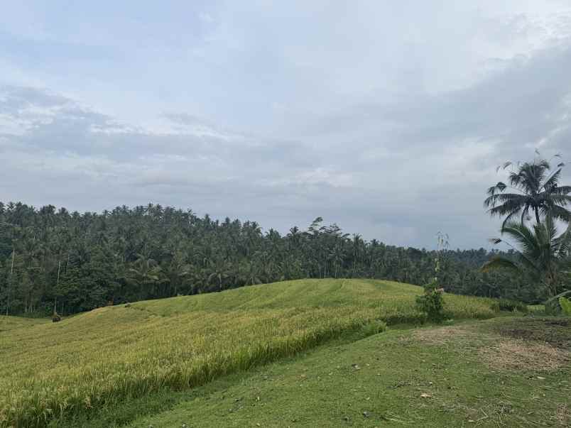 tanah view sawah zona kuning