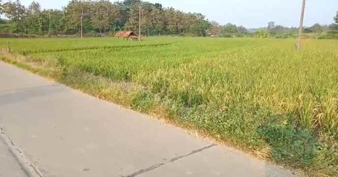 dijual tanah blok sawah lega cikanyere