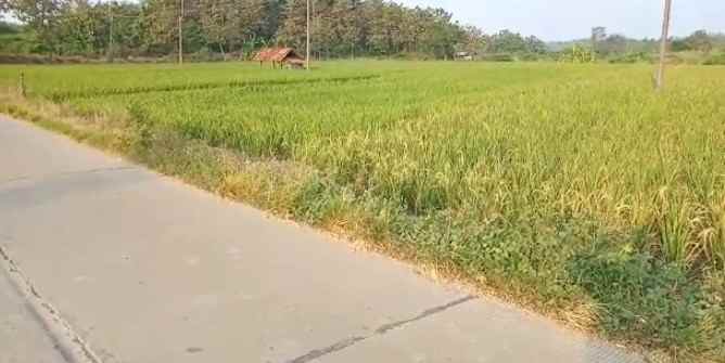 dijual tanah blok sawah lega cikanyere