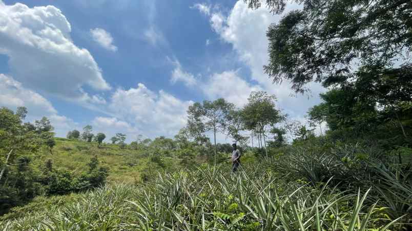 dijual tanah darangdan