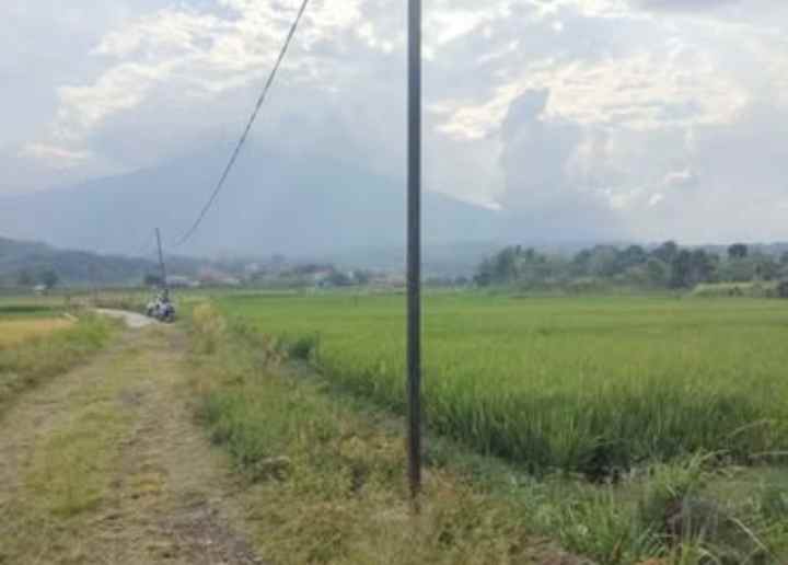 dijual tanah di tanami padi view gunung