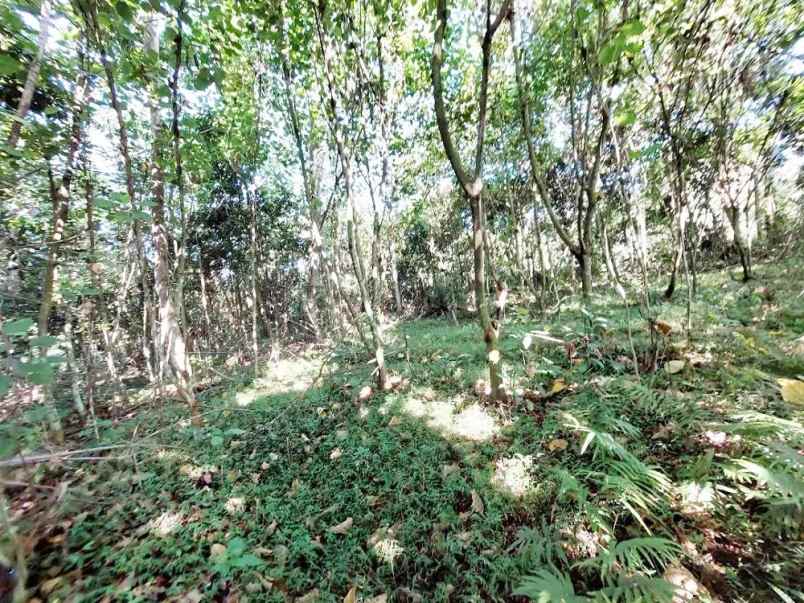 dijual tanah gelam kec cipocok jaya