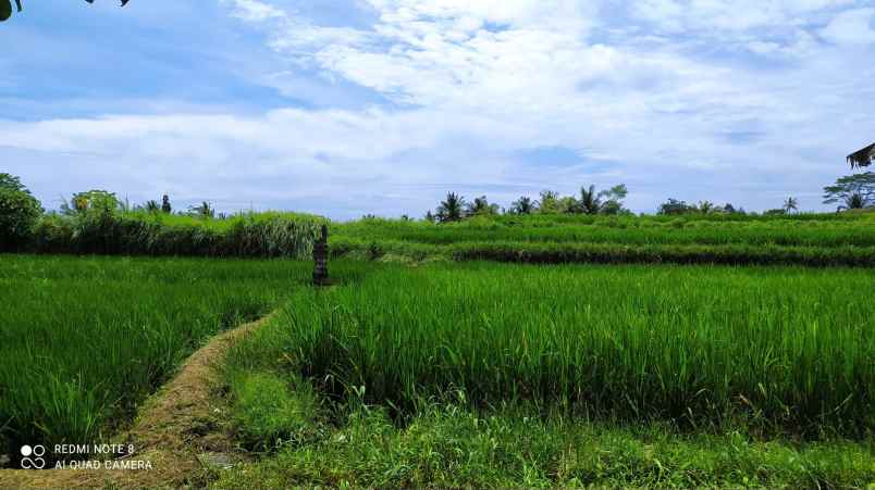 dijual tanah jalan raya sedang