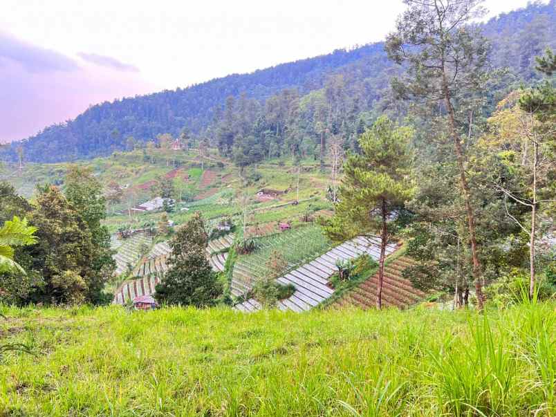 dijual tanah ngargoyoso karanganyar