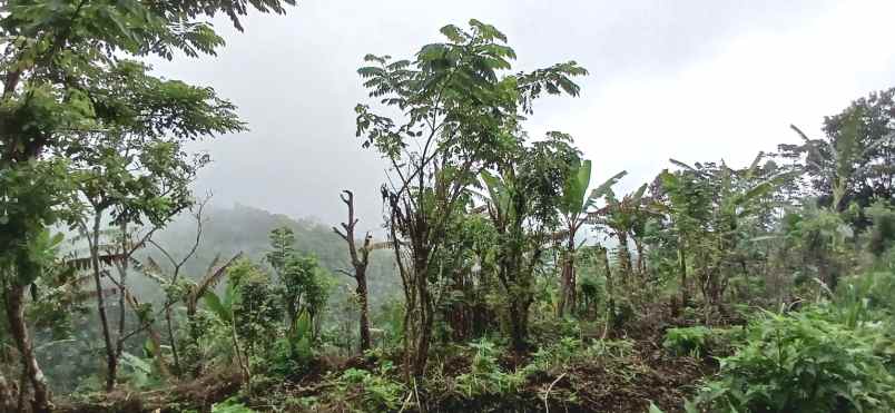 dijual tanah perkebunan di munduk banjar buleleng bali