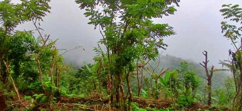 dijual tanah perkebunan di munduk banjar buleleng bali