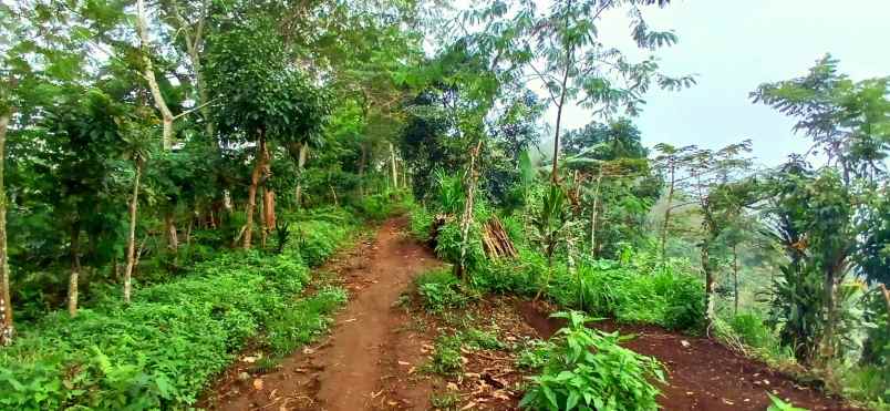 dijual tanah perkebunan di munduk banjar buleleng bali