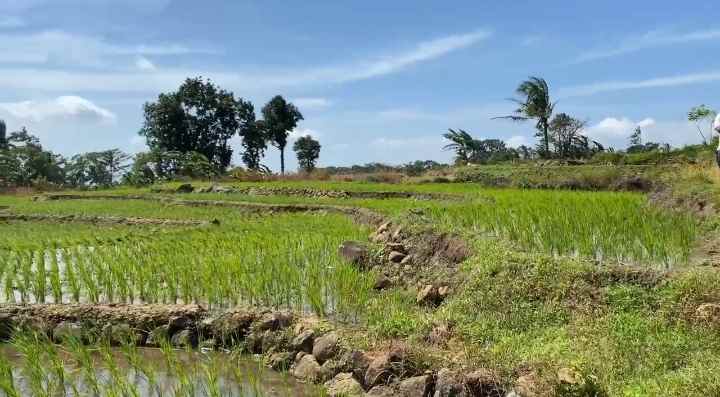 dijual tanah rando bawa kec mandirancan