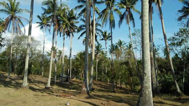 dijual tanah selemadeg