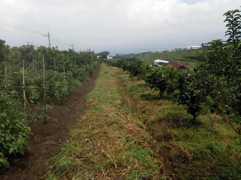 dijual tanah tawangargo kec karang