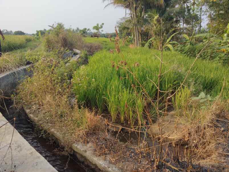 dijual tanah tenjo layar dkt sindang