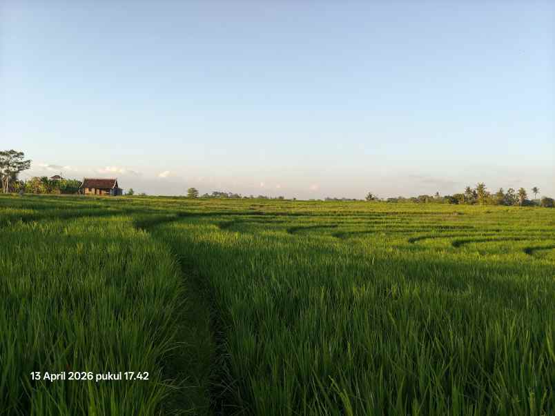 dijual tanah tibubiyu tabanan bali