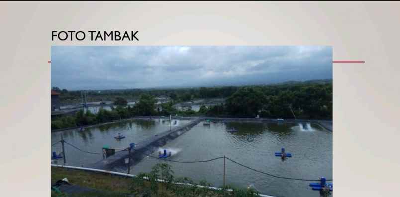 disewakan tambak siap pakai di negara jembrana bali