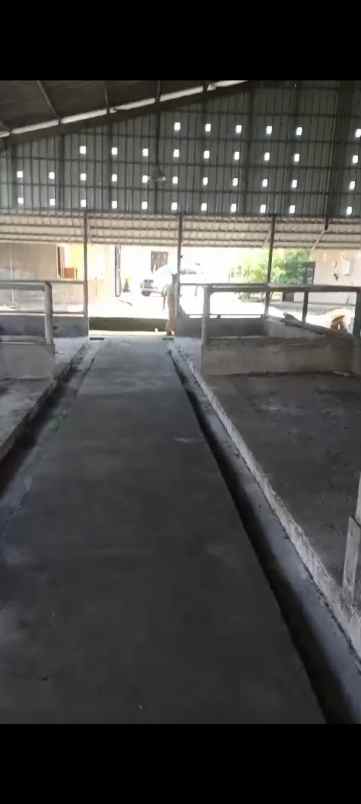 ex kandang sapi siap operasi