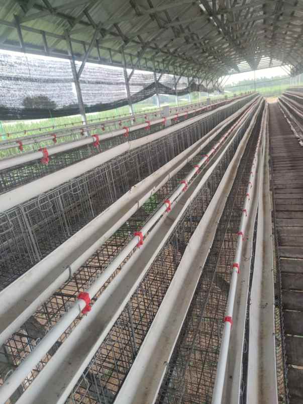 jual cepat peternakan ayam petelur jombang