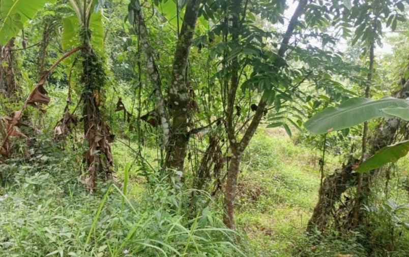 jual tanah kebun lokasi strategis pinggir jl desa