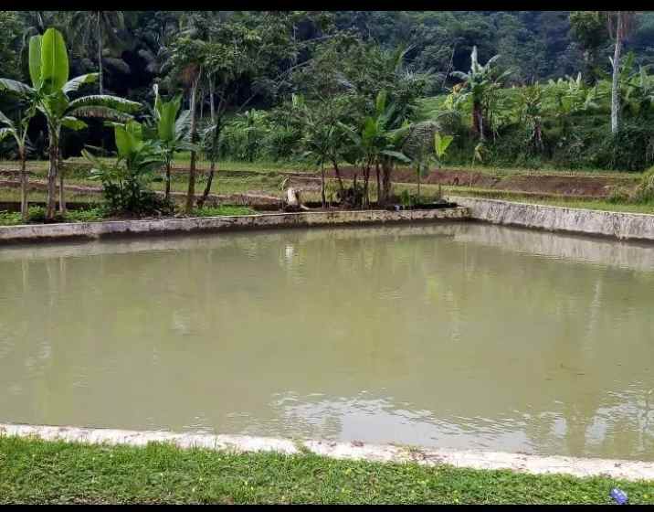 jual vila dan kolam ikan cisalak subang jawa barat