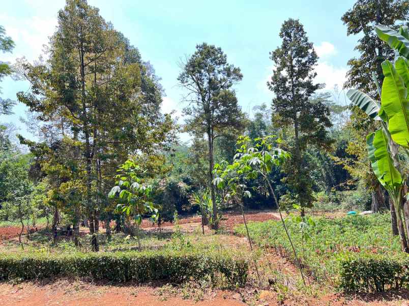 kebun buah 1550m 250 juta mojogedang karanganyar