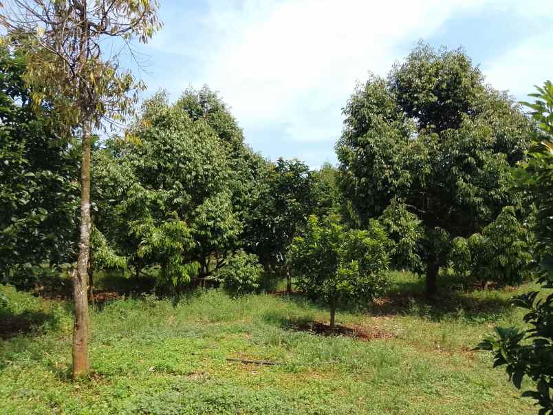 kebun durian premium 1 114 pohon subang