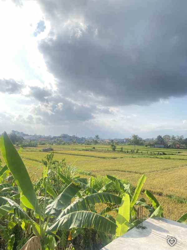 rumah semi villa view sawah di tebongkang ubud bali