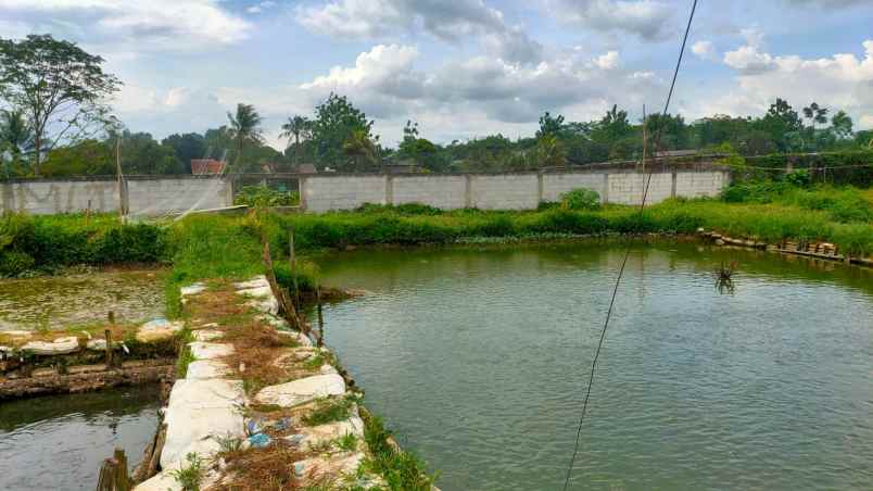 tanah di cogreg cocok untuk usaha atau perumahan