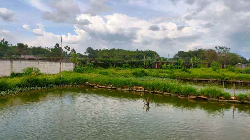 tanah di cogreg cocok untuk usaha atau perumahan