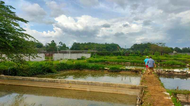 tanah di cogreg cocok untuk usaha atau perumahan