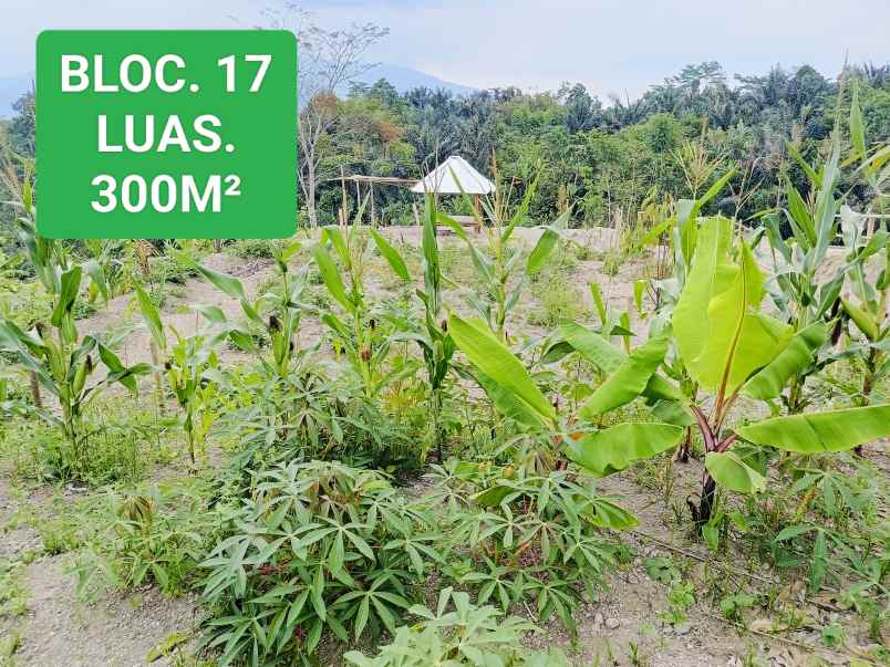 tanah kavlingan lombok barat bisa kredit dan kes