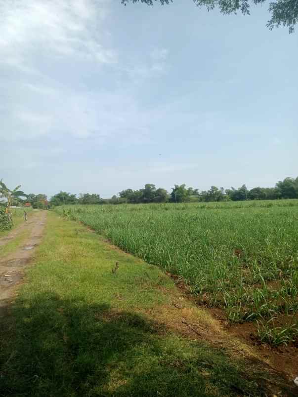 tanah kebun murah dan rata