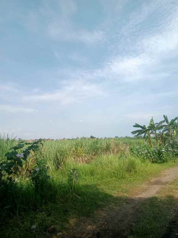 tanah kebun murah dan rata