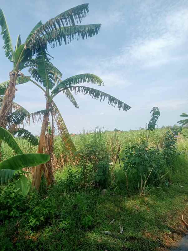 tanah kebun murah dan rata