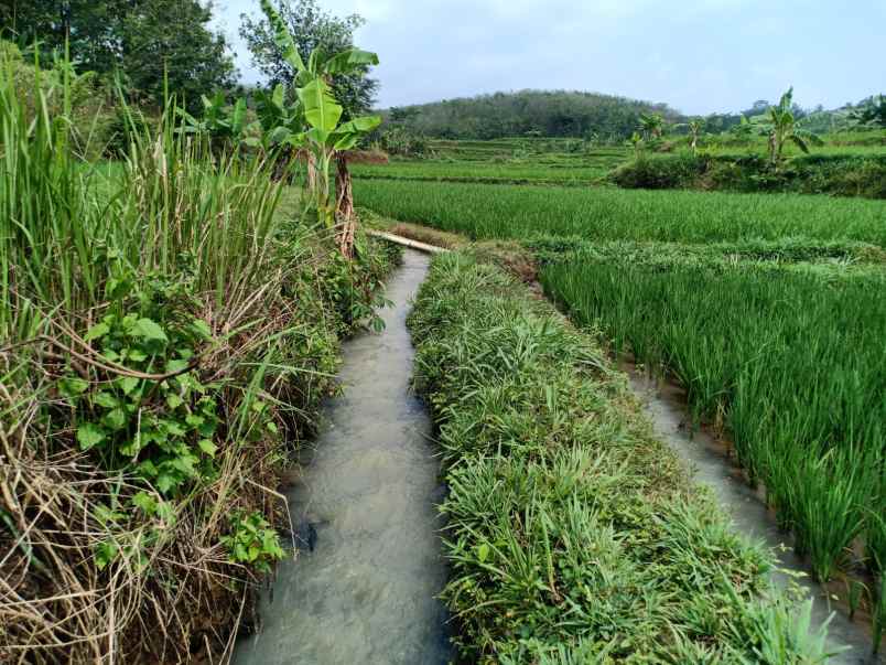 tanah kerjo karanganyar