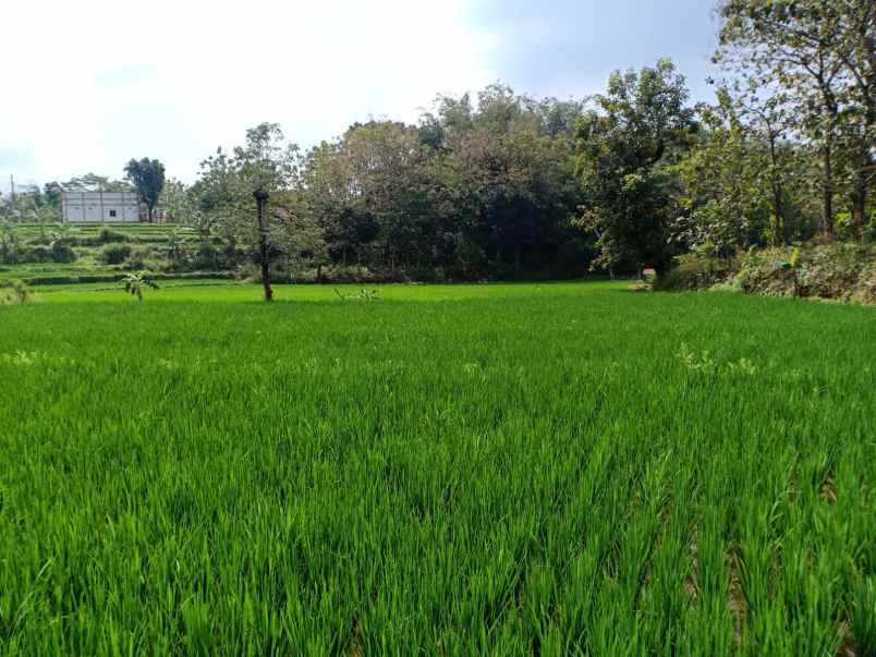 tanah kerjo karanganyar